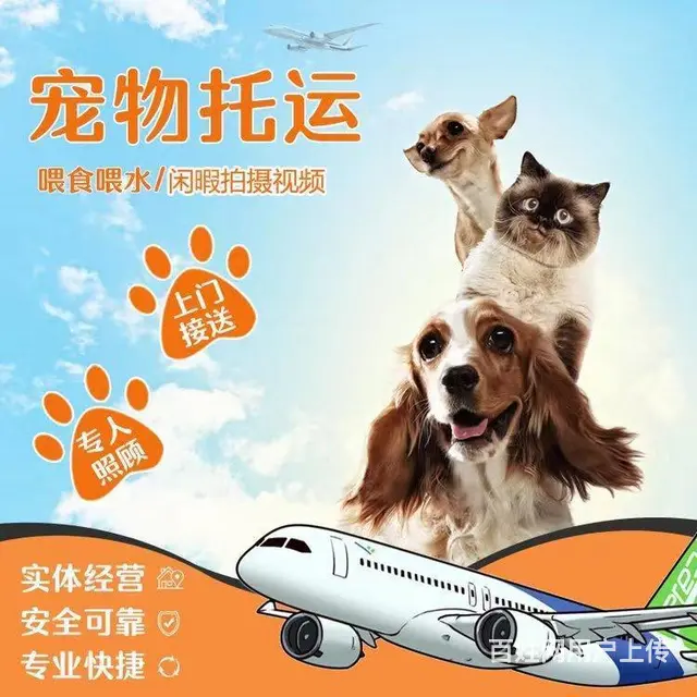 舟山嵊泗宠物托运 （猫狗活体运输）宠物快递至全国 - 图片 2