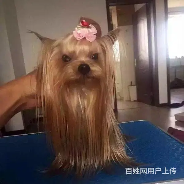 宿迁上哪可以看到约克夏犬舍，约克夏犬舍地址位置 - 图片 3