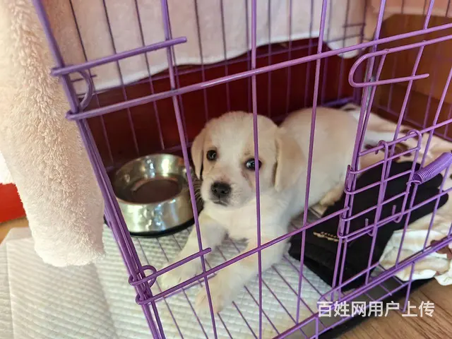 【搞定了！】2月大的小奶狗，找领养 - 图片 2
