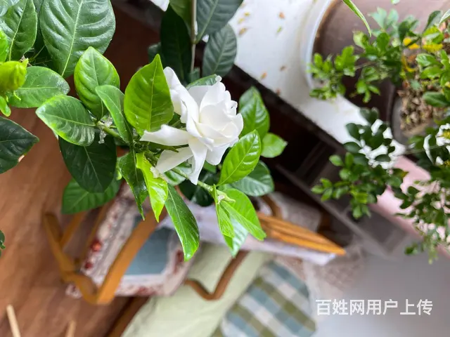 室内可淋浴安静舒适，方便亲戚串门， - 图片 4