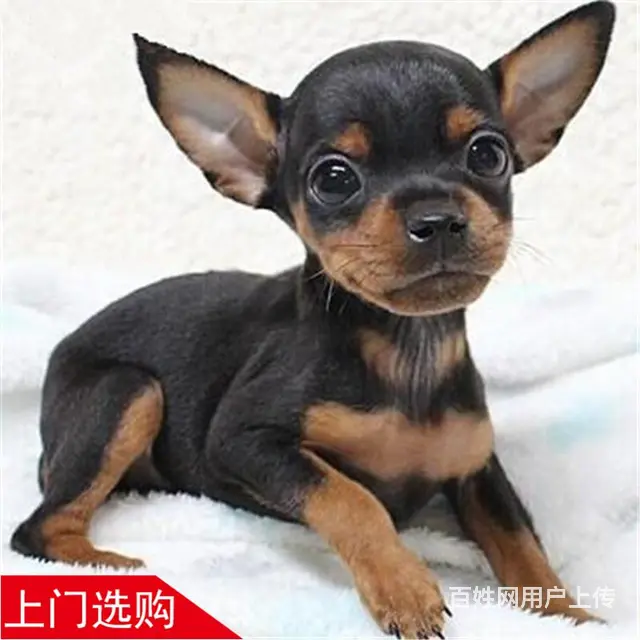 六安纯种小鹿犬视频 养小鹿犬心得体会 - 图片 6