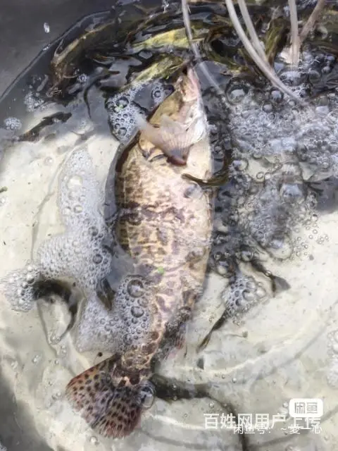 有正宗野鱼鳝鱼，泥鳅，鲫鱼，黑鱼，鲶鱼，黄丫鱼等 - 图片 5
