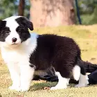 吕梁哪里有边牧卖 边牧犬舍信息