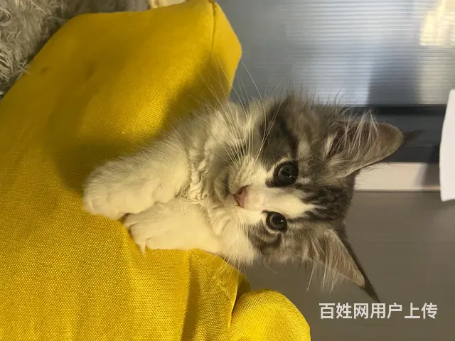 缅因猫1500带走标价就是售价（不议价）！自己家里 - 图片 3