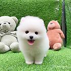 黔南【同城有门店】博美犬舍黔南博美