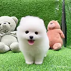 黔南【同城有门店】博美犬舍黔南博美