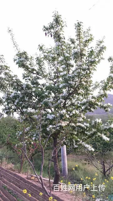 优质碧桃桃花、桃子 - 图片 6
