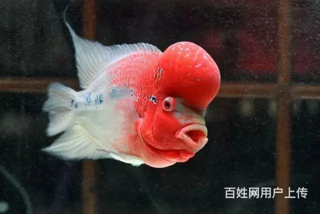 德清出售泰国进口精品罗汉鱼一手货源，送货上门 - 图片 1
