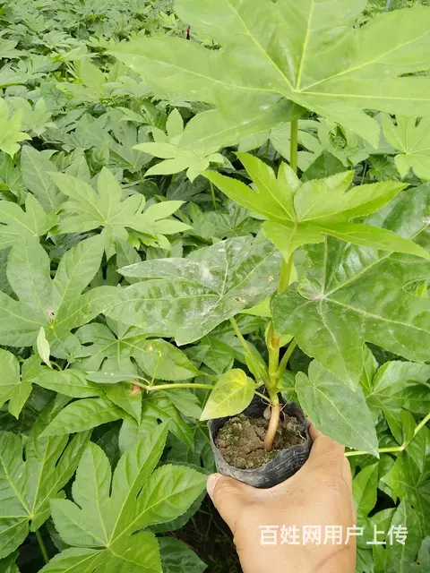 木春菊，孔雀草，石竹，一串红，鸡冠花等各种时令草花 - 图片 8