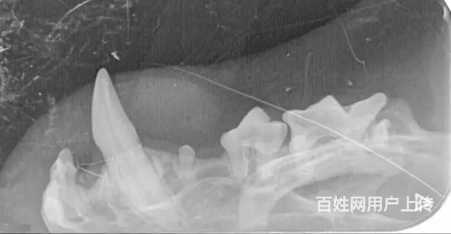深圳福田皇岗24小时可以接诊宠物医院 - 图片 1