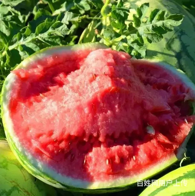 乌鲁木齐保姆求职,现有甘肃陕西四川新疆保姆求职保姆 - 图片