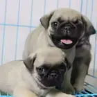 唐山哪里有卖巴哥犬的 巴哥犬价格 巴哥犬图片