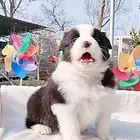 台州益帆边境犬舍，实拍视频，电话聊