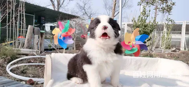 宿迁边境牧羊犬，2-3个月幼犬【益帆边境犬舍】 - 图片 6