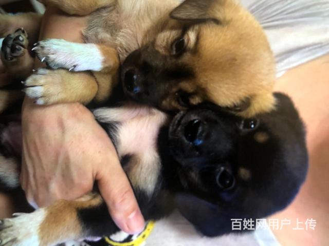 自家生的宝宝找有缘人的图片