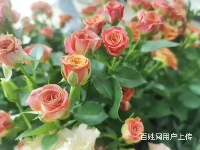 苏州石湖东路地铁口插花花艺师线下培训 - 图片 3