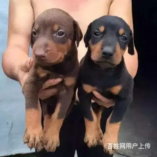 辽阳CKU认证杜宾基地 杜宾犬舍直销 - 图片 9
