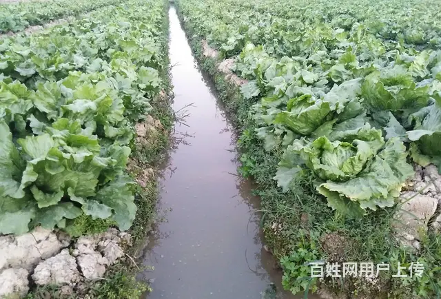 广州配送-食堂食材供应，全品类食材一站式配送 - 图片 2