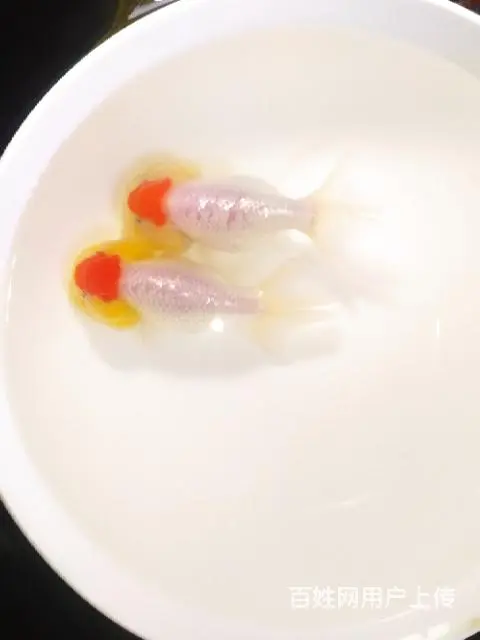 打包正顶红顶虎一对 - 图片 10