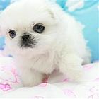 邵阳【十年老店】常年繁殖优质血统京巴幼犬