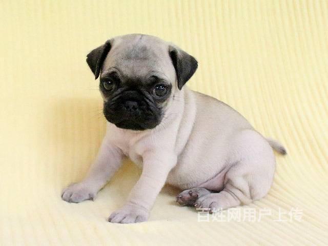 純種巴哥犬 虎頭巴哥犬 巴哥多少錢一隻 保健康