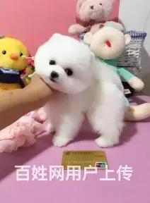 纯种哈多利球体博美犬 茶杯体博美 疫苗驱虫都做好 - 图片 6