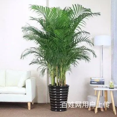张店回收绿植花卉，盆栽，奇石盆景。 - 图片 2