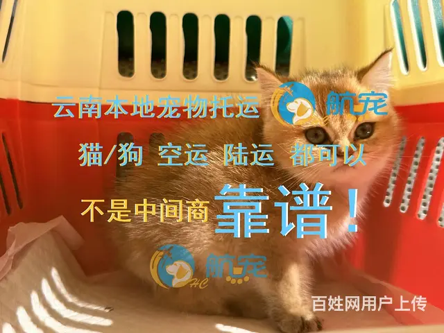 不是中介 昆明禄劝宠物托运全国 上门接宠 人宠同行 - 图片 4