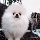 黔南买博美去哪家店靠谱靠谱博美卖家