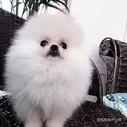 唐山【博美犬舍】地址靠谱博美卖家