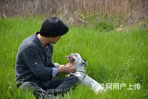 常州宠物寄养一犬一舍 - 图片 3