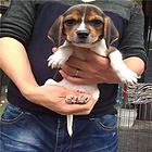 吕梁哪儿有纯种比格犬出售，纯种比格犬价位表