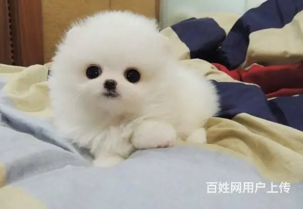 黄色炸毛博美犬精品小俊介哪里卖博美出售博美价格 - 图片 7