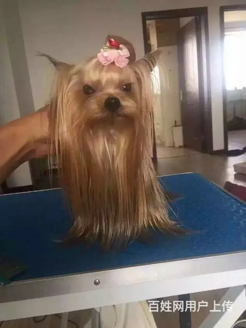 六安上哪可以看到约克夏犬舍，约克夏犬舍地址位置 - 图片 11