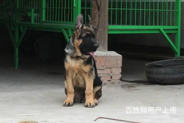 纯种锤系德国牧羊犬出售 锤系德牧价格 北京德牧犬舍 - 图片 5