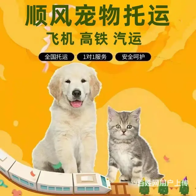 洛阳偃师宠物托运（猫狗）活体运输邮寄 （2023今日 推荐） - 图片 2