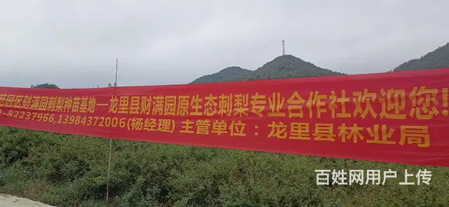 刺梨苗，刺梨树苗，刺梨小苗，刺梨果苗 - 图片 1