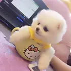 辽源纯种博美价位 知名博美犬舍