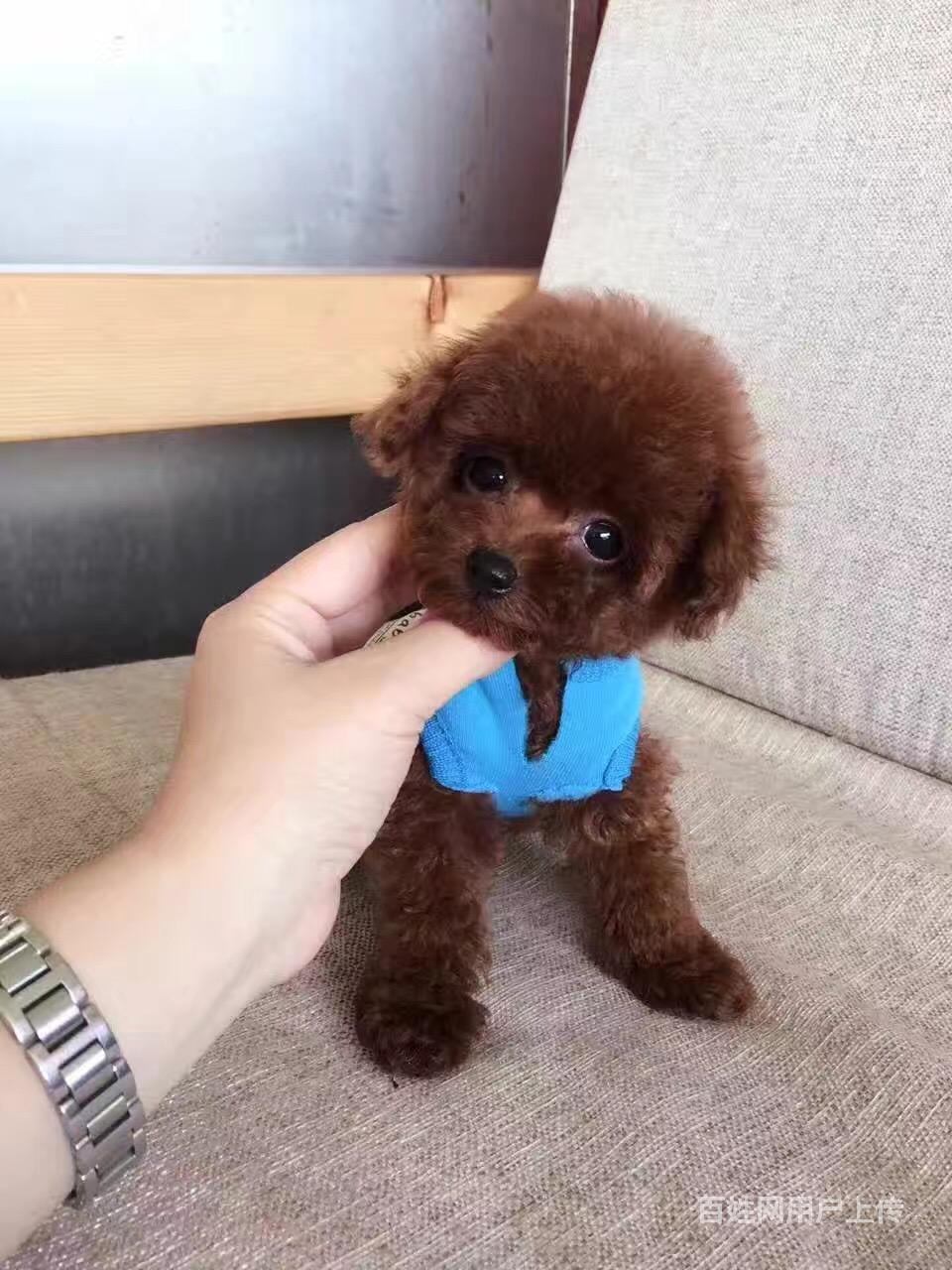 基地直销纯种茶杯犬泰迪犬 小体泰迪价格疫苗驱虫齐全