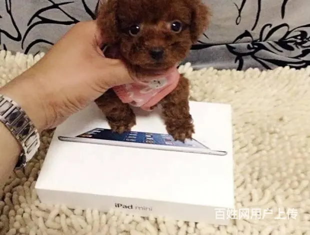泰迪 纯种健康泰迪犬 卷毛贵宾犬公母全可挑选 - 图片 4