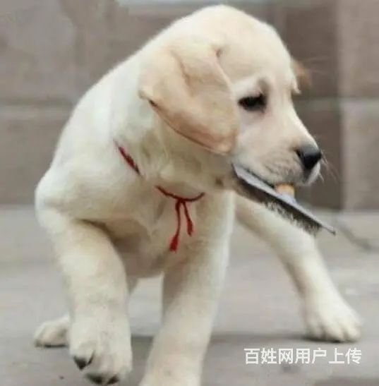 拉布拉多犬幼犬价格 小拉拉图片 - 图片 1