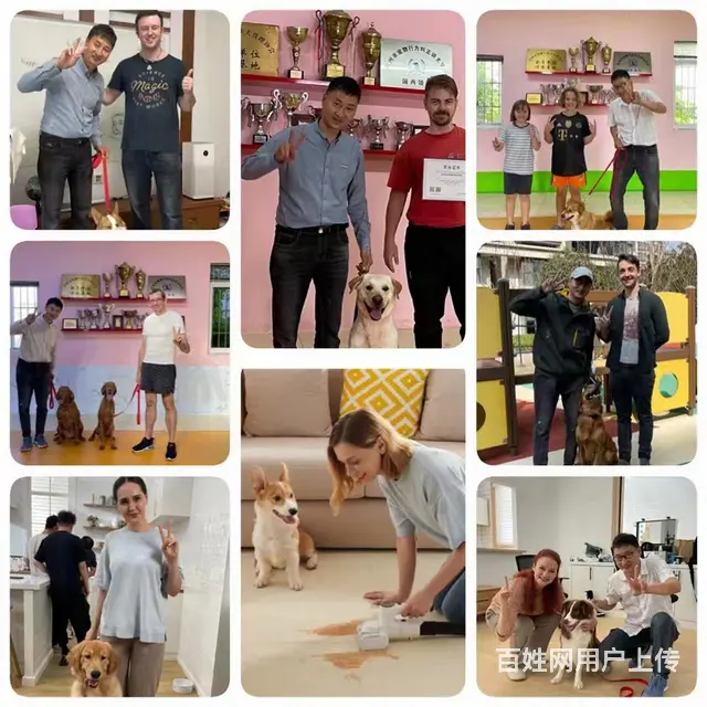 常熟训犬基地宠物寄养 - 图片 9