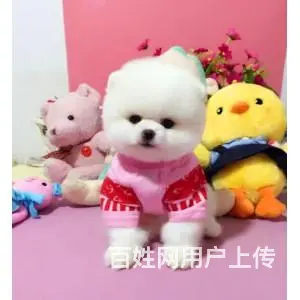 出售博美犬 欢迎上门挑选看种犬 - 图片 7