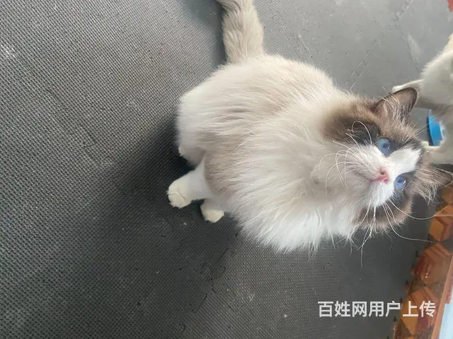 布偶猫咪找新家 - 图片 1