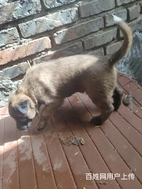 出售自家养的小马犬 - 图片 6
