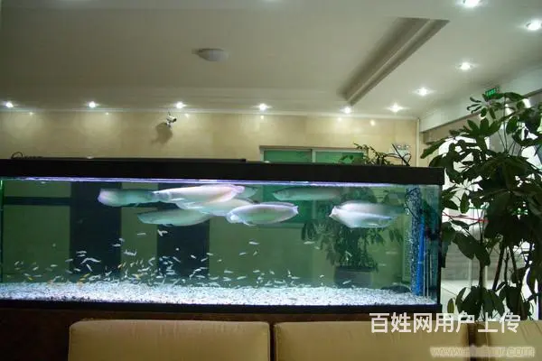 鱼阿姨护理鱼缸 - 图片 2