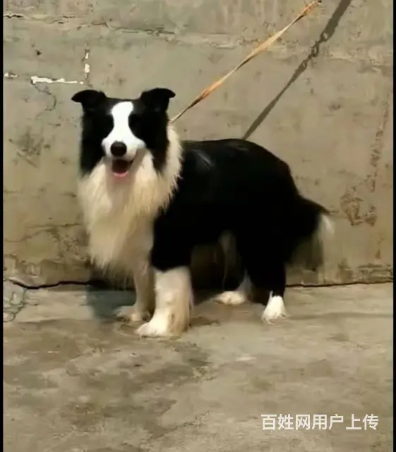 广州比熊犬舍，专业繁殖各种名猫名犬，广州金毛犬之家 - 图片 3