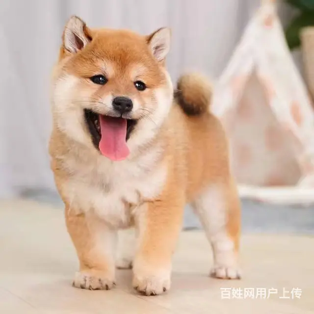 纯种日本柴犬 幼犬聪明可爱上门挑选送狗粮 - 图片 5
