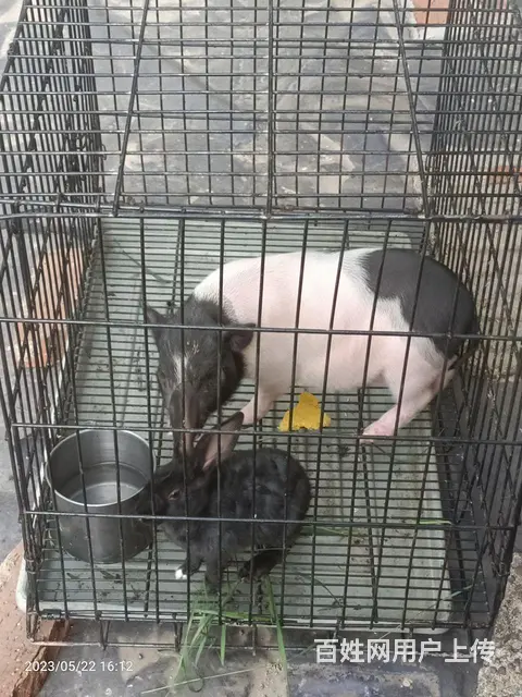 可爱兔兔加巴马香猪 - 图片