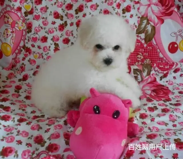 纯种比熊犬幼犬出售 高颜值多只可选 赛级品质 - 图片 4